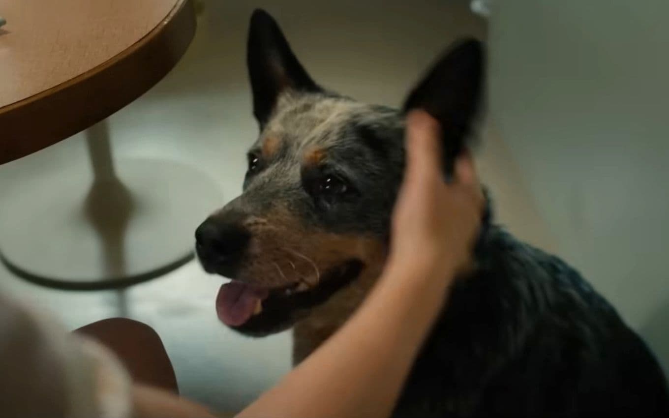 O cachorro Starbuck é personagem de O Fim da Rua